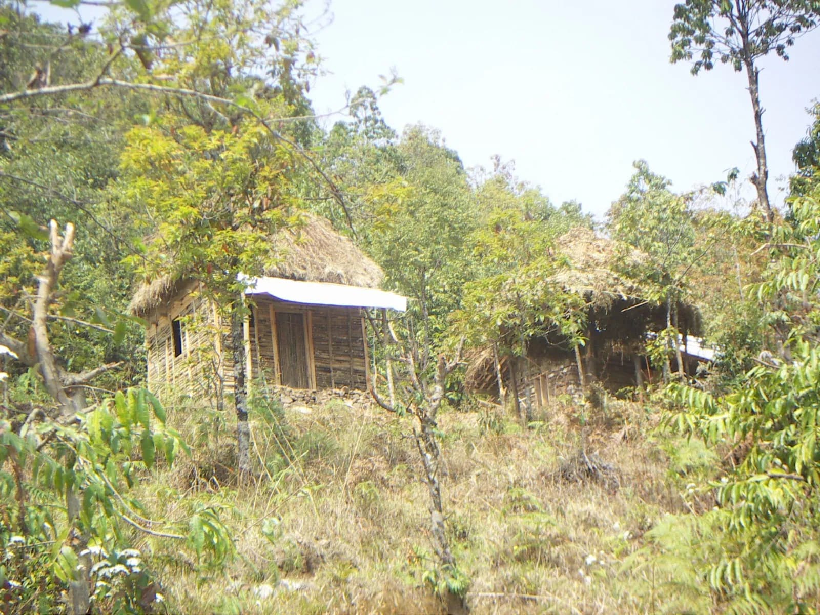 Two thatched bamboo huts among trees on a jungle hillside